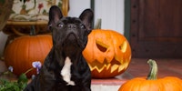 Dog on Halloween 