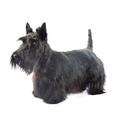 Terrier escocés