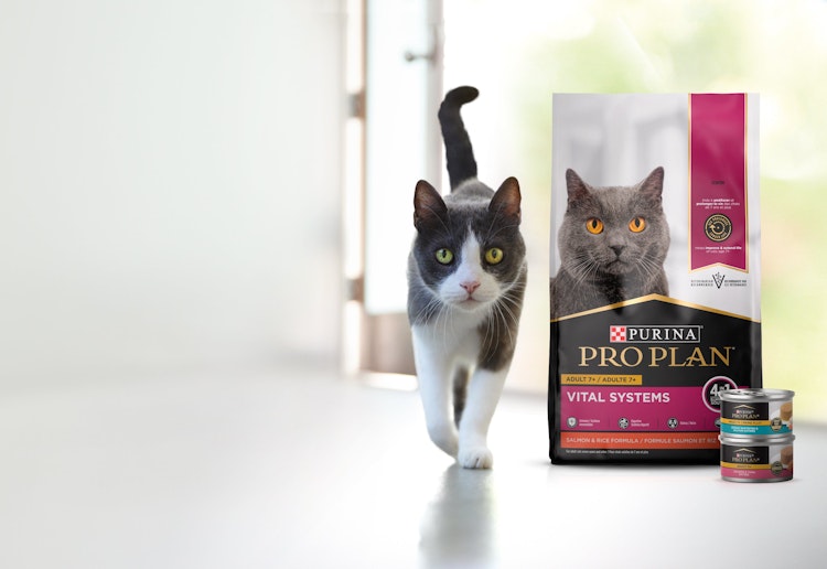 A cat walking next to a bag of Pro Plan cat food