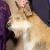 Rupert, the Herding Group winner of the national dog show 2024