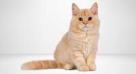 catbreed adobe stock