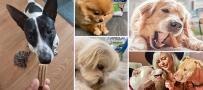 DentaLife Dog Treats Social Media