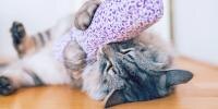 gray cat laying on back playing with a toy filled with catnip