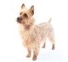 small breed dog