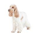English Cocker Spaniel