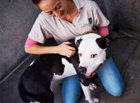 Shelter assistant petting a dog