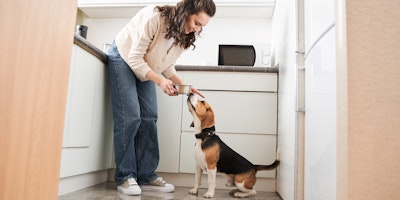 woman giving her beagle a bowl of food