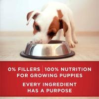 po dog wet pls pup lmb fb4