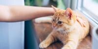 person petting an orange cat that is sitting on a window sill