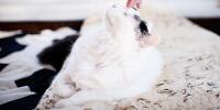 black and white cat