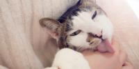 cat licking hand of owner