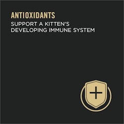 Antioxidants support a kitten's developing immune system