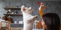 person holding treat in the air to get dog to jump as an easy dog enrichment activity