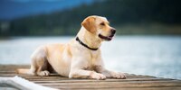 Dog on the background of the lake