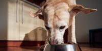 Dog eating