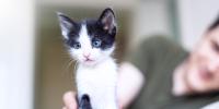 Close-up of a small blue-eyed kitten with a concerned look