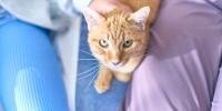 orange cat looking into the camera