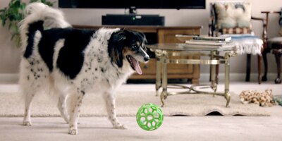 Senior Dog Playing With Ball