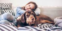 Un perro pequeño de color marrón y canela acurrucado con una niña