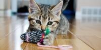 Kitten chewing on a cat toy