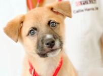 acercamiento de un cachorro en una clínica veterinaria