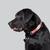 black labrador retriever named Ralston 