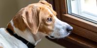 brown and white dog looking out window