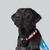 black labrador retriever named Checkers 