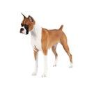 Boxer