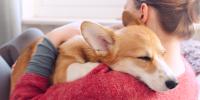 corgi dog being held by woman