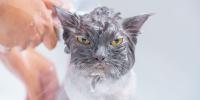 owner washing grey cat with yellow eyes