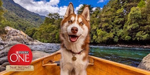 Image of dog in a boat on a river with purina one logo