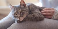 gray cat sitting on owner's lap