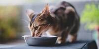 Cat eating from food dish in front of window