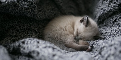 How to get a kitten to sleep through the night How to get a kitten to sleep through the night