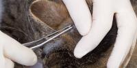 photo of tick on cat ear being removed