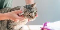 person cleaning a cat's ear