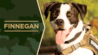 Service Dog Salute Finnegan