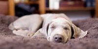 Perro gris durmiendo en una cama para perros