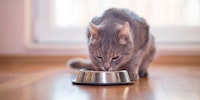 grey cat eating from bowl
