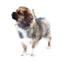 Tibetan Spaniel