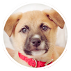 Cachorro