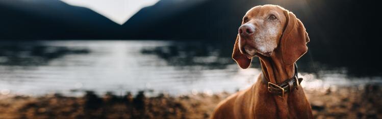  A senior dog standing the on edge of a lake with mountains in the background.