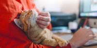 Red cat