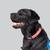 black labrador retriever named Charlie 