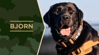 Service Dog Salute Bjorn