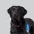 black labrador retriever named DC 