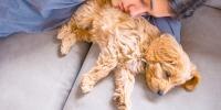 A puppy lying on the couch with their pet parent