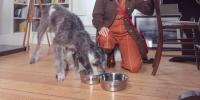 how-much-should-i-feed-my-dog