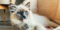 gatito que mira hacia la cámara